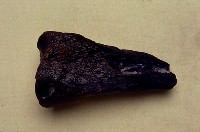 藏品(橈骨上端)的圖片